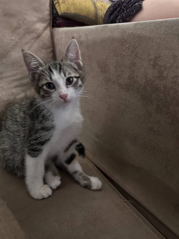 Котята бесплатно — фото 2