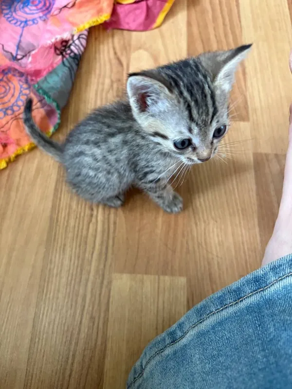 Бенгальский котёнок мальчик 4 Бенгальский котёнок мальчик 4