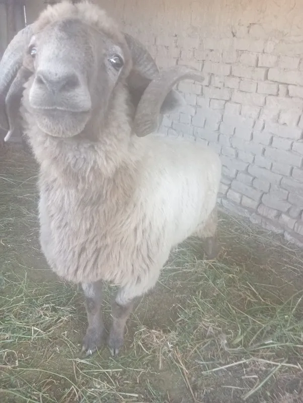 Qoʻchqor sotilodi 3 Qoʻchqor sotilodi 3