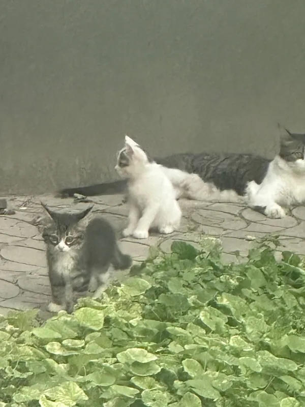 Котята,1,5 месячные, в хорошие руки — фото 4