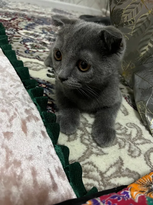 шотландская вислоухая кошка 1 шотландская вислоухая кошка 1
