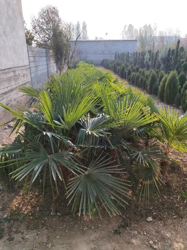 Palma vagnar sortidan va traxkalps bor optom — фото 3