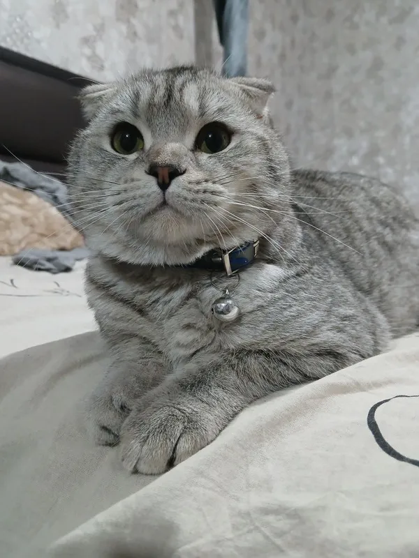 Scottish fold silver erkak'' SOTILMAYDI,,nasl — фото 2