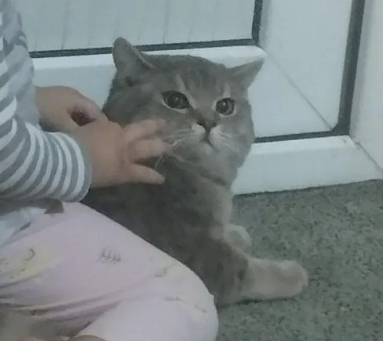 Кошка пародистая — фото 2