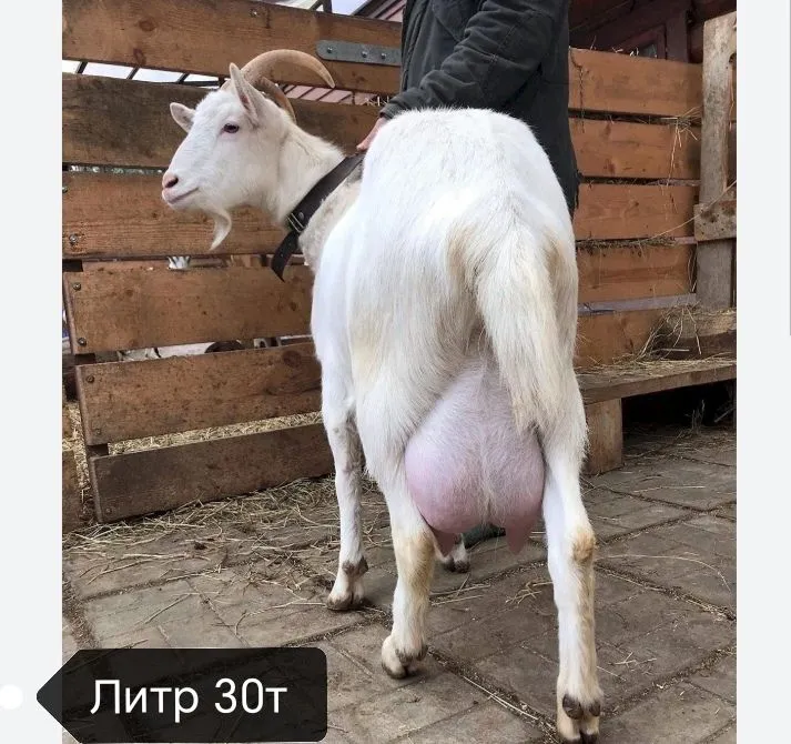 принимаем заказ халяль