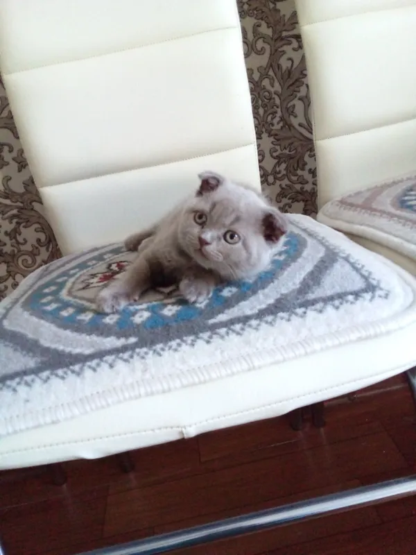 Катята Шотландский скоттиш пол-страйт, окрас Лиловый, мальчик. — фото 4