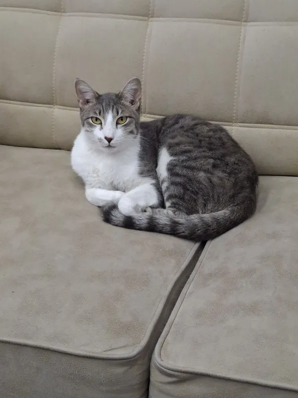 Котик мальчик кастрированный 1 Котик мальчик кастрированный 1