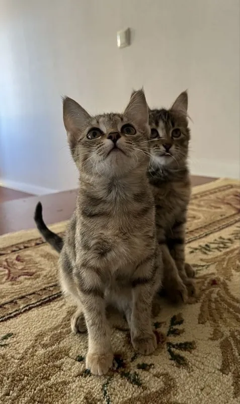 котята в добрые руки 2