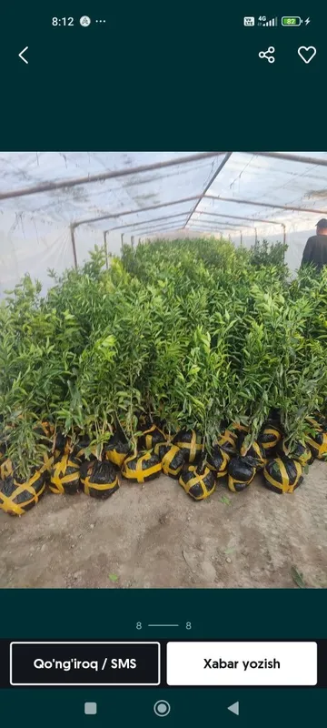 Lemon,apelsin koʻchatlari 1 Lemon,apelsin koʻchatlari 1