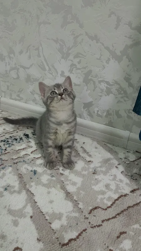 продаётся котёнки 1 продаётся котёнки 1