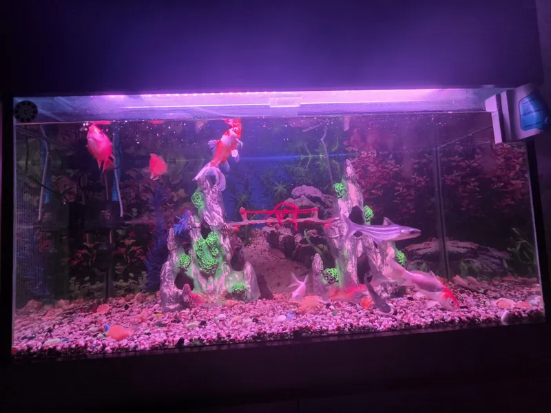 Yangi Akvarium sotiladi ! 6 Yangi Akvarium sotiladi ! 6