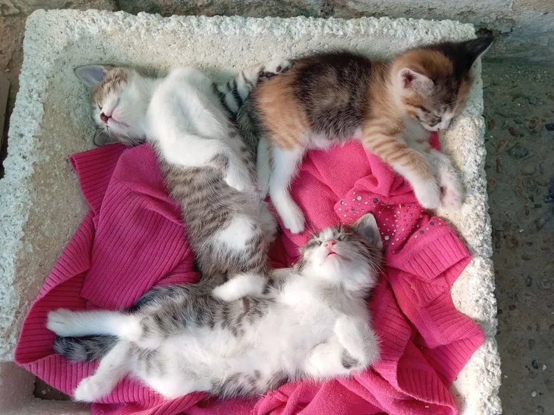 Домашние животные котята — фото 2