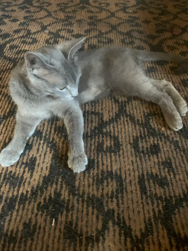 Породистая кошка породы Scottish Fold, девочка, здорова 5 Породистая кошка породы Scottish Fold, девочка, здорова 5