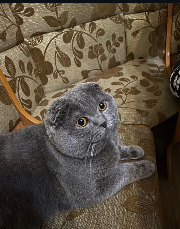 Кот Кот