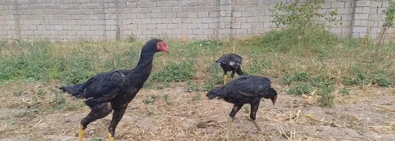 Продаются петухи и курицы 2 Продаются петухи и курицы 2