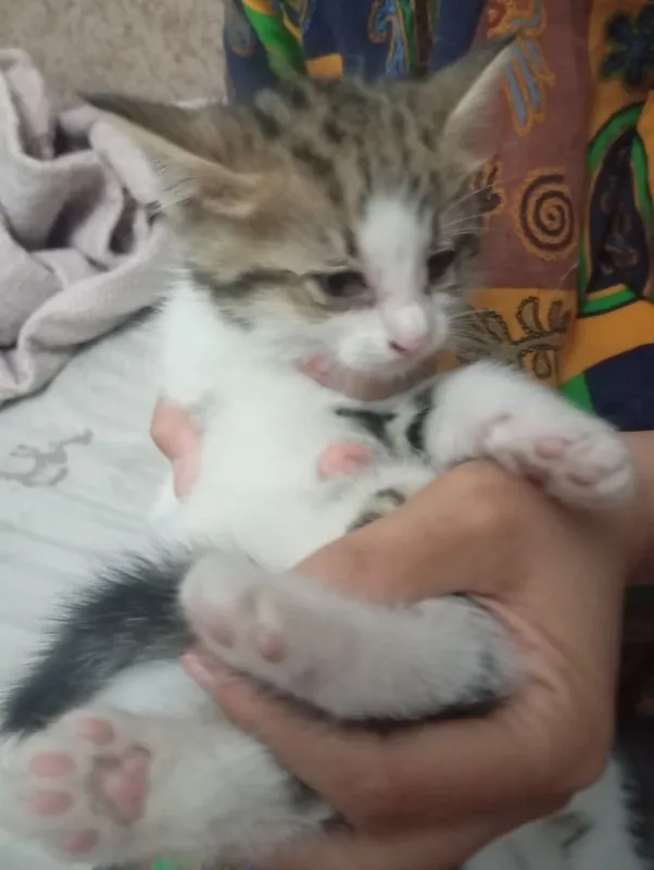 Котята два с половиной месяца, Шотландские страйт и фолд — фото 1