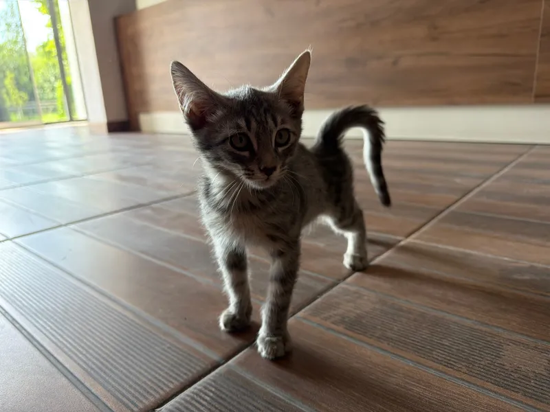Котята 1-2 месяцев ищут хорошего хозяина 2 Котята 1-2 месяцев ищут хорошего хозяина 2