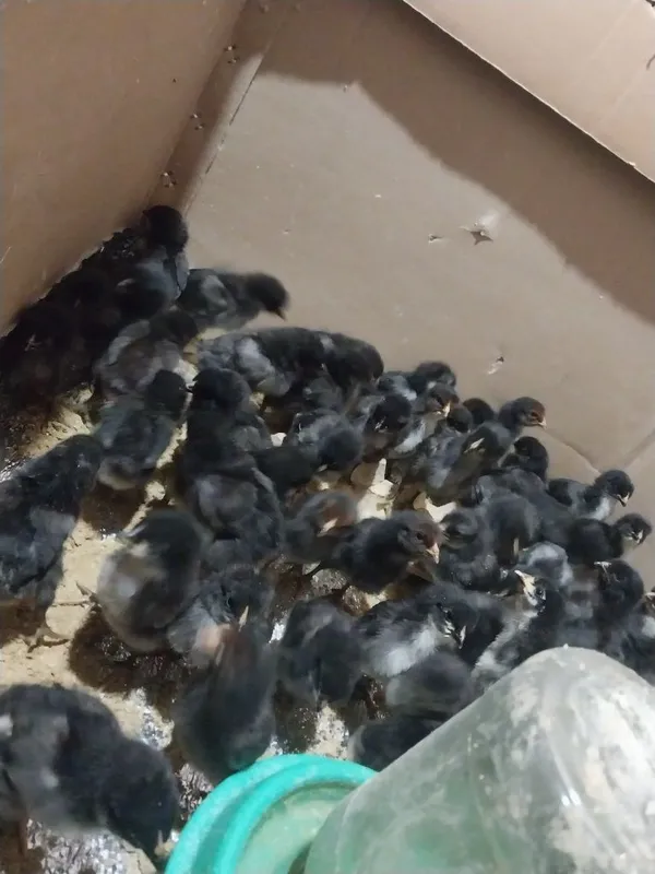 Кора шахзода жужалари — фото 3