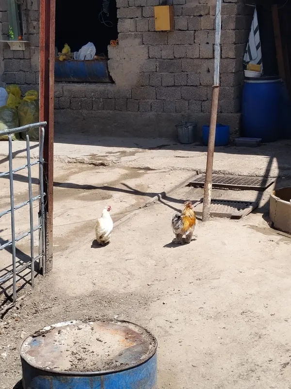 Yapon tovuq sotiladi