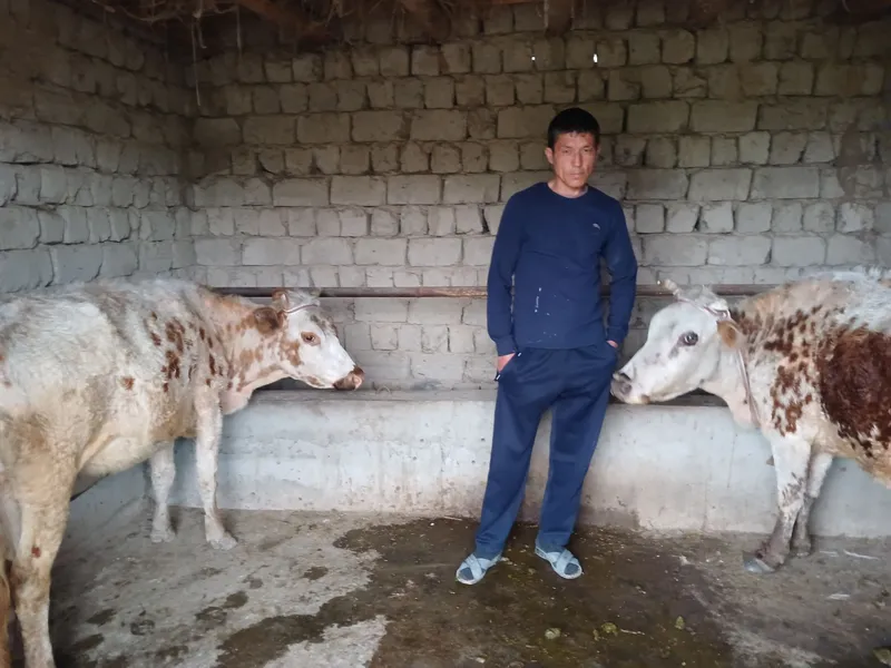 Sut beruchi yirik shoxli sigir.