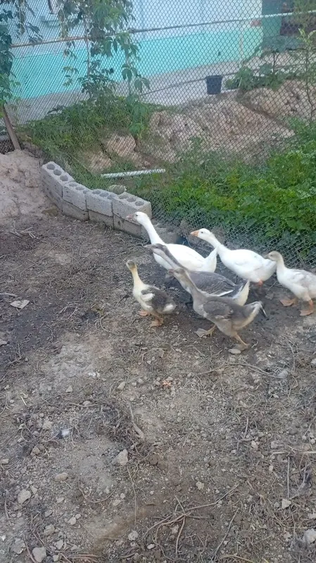 Goz sotiladi 180 dan 3 Goz sotiladi 180 dan 3