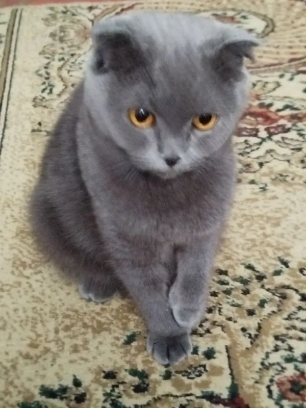 Кошка Скоттиш фолд — фото 2