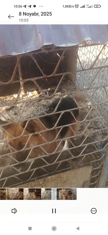 Nemis apcharkasi bosni bolasi — фото 1