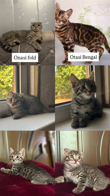 Mushuk sotiladi. 6 Mushuk sotiladi. 6
