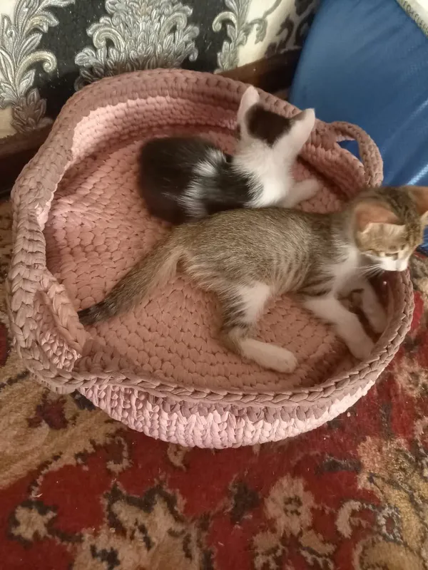Отдам котенка-ласковую девочку 5 Отдам котенка-ласковую девочку 5