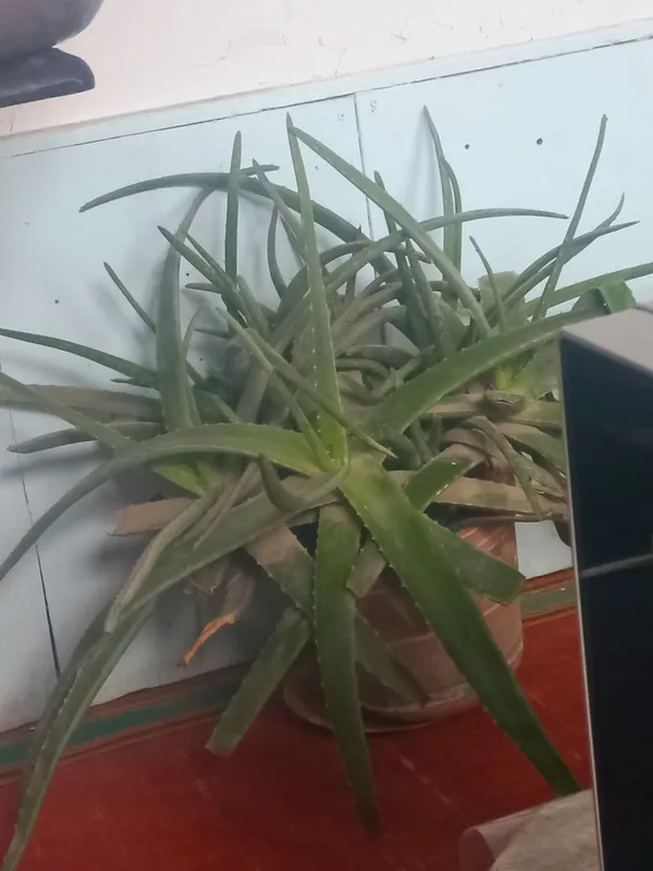 Aloe vera foydali tez sotiladi narxi kelishiladi.Uy sharoitida — фото 3