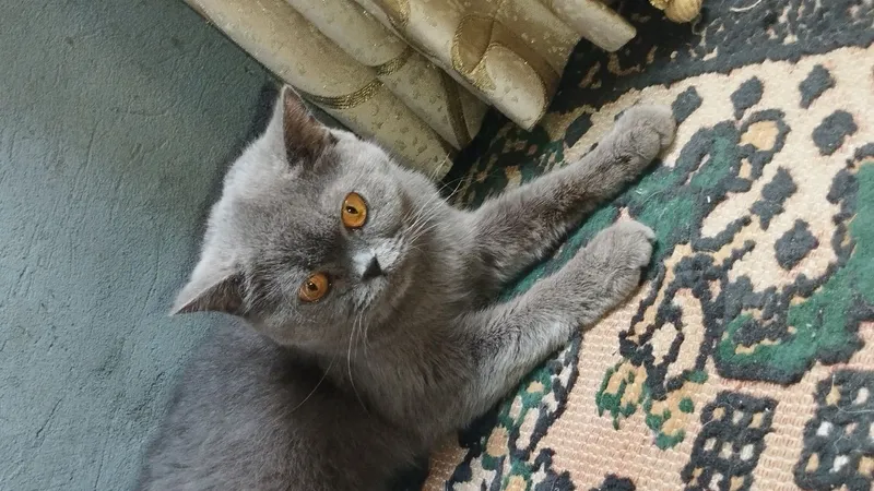 продаётся кошка