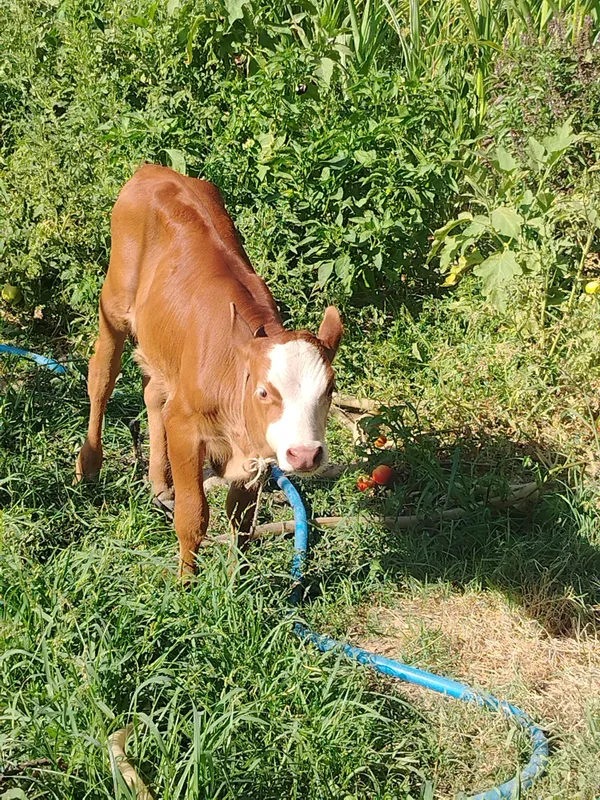 Birinchi tugish ena bola sigir bolasi novvos 5 Birinchi tugish ena bola sigir bolasi novvos 5