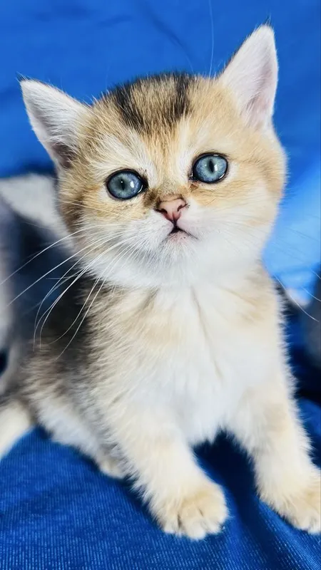 Британские короткошерстные серебристые шиншиллы — фото 3