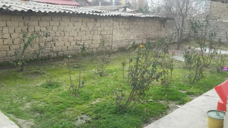 Продаются кусты роз