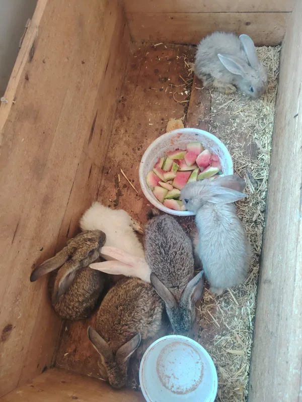 quyon bolalari 3 quyon bolalari 3