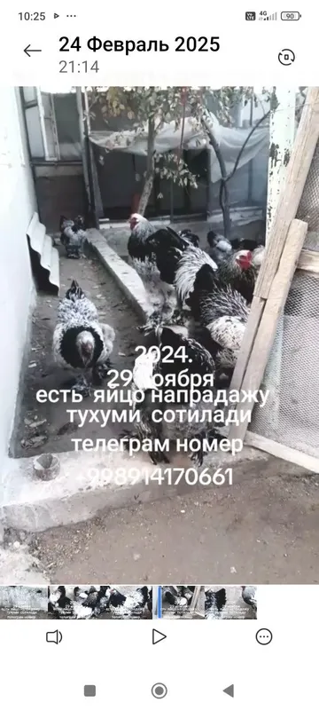 Жужалар сотилади — фото 5