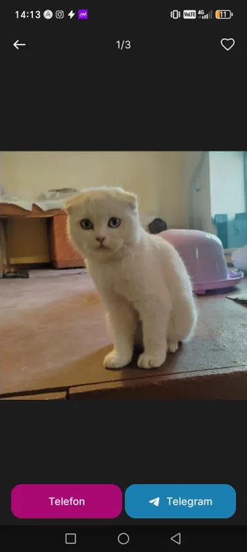 SCOTTISH FOLD