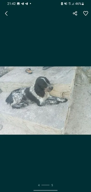 Ovchi it sotiladi