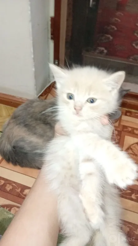Siyamiskiy mushuk bolalari endi sutdan chiqqan 4 Siyamiskiy mushuk bolalari endi sutdan chiqqan 4