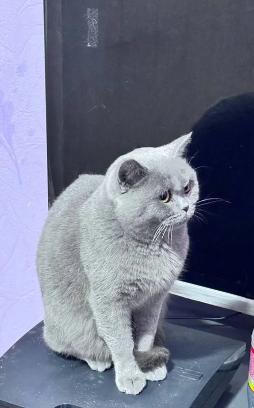 Продойотся девочка скотиш страйт Продойотся девочка скотиш страйт