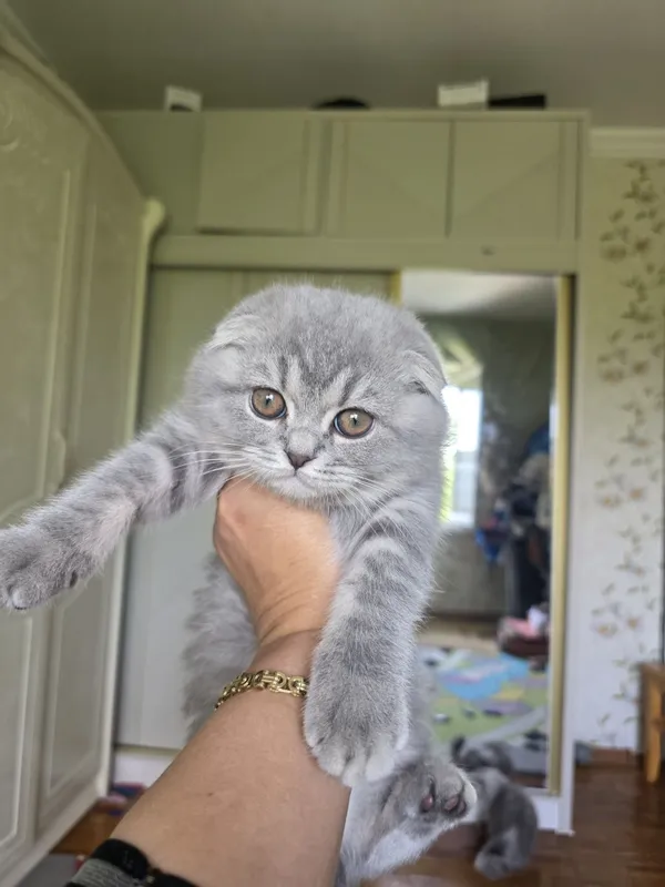 шотландская вислоухая кошка (скоттиш-фолд) с окрасом голубой (черно- с — фото 2 шотландская вислоухая кошка (скоттиш-фолд) с окрасом голубой (черно- с — фото 2