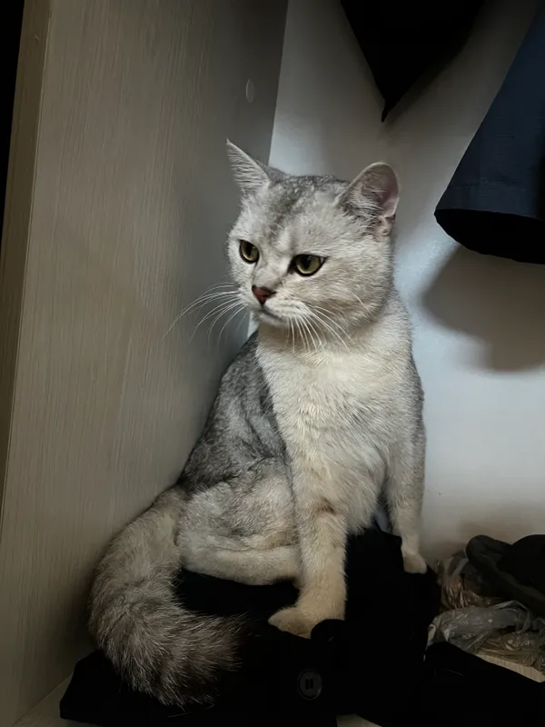 Britanski serebristi shinshilla: 3 Britanski serebristi shinshilla: 3