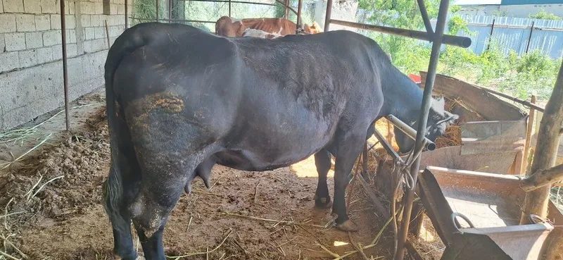 Angus sigirimiz 2 qoringa 1