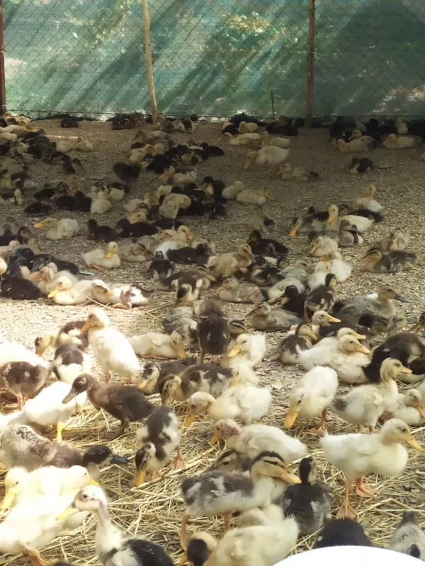Pekin. Favorit zotliy o'rdakchalar 2 Pekin. Favorit zotliy o'rdakchalar 2