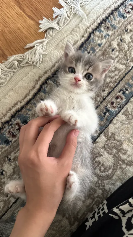 Котята продаются 7