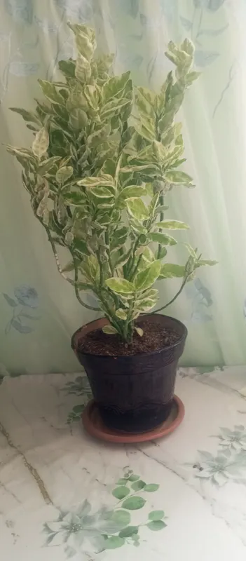 Yapon bereskleti Yapon bereskleti
