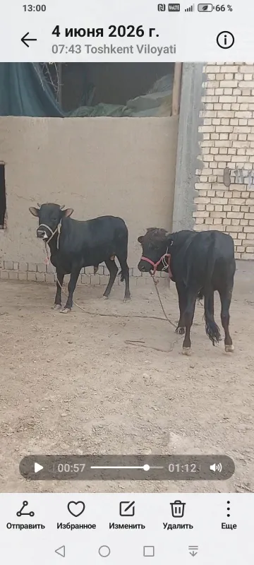 Jaydari Buqala sotiladi