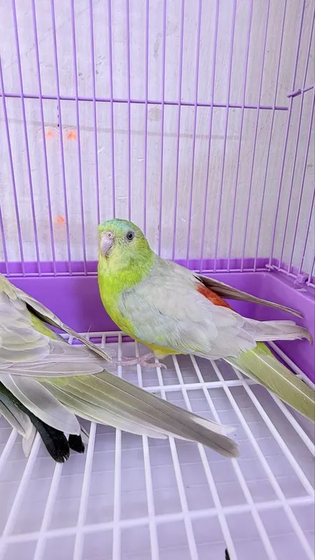 Pevchi певчи qush 2 Pevchi певчи qush 2