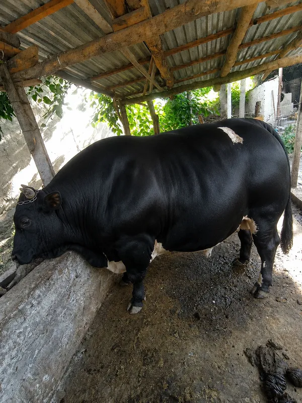 buqa