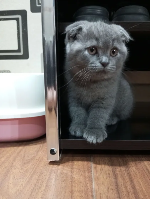 Британцы:Скотиш фолд. — фото 5